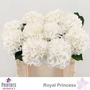 HYDR M ROYAL PRINCES