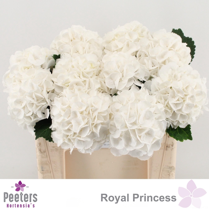<h4>HYDR M ROYAL PRINCES</h4>