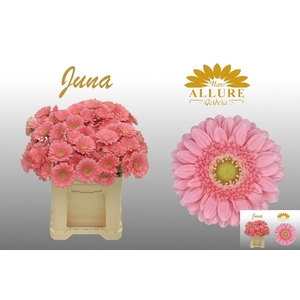 GE MI JUNA