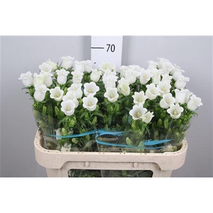 Camp M Champion White