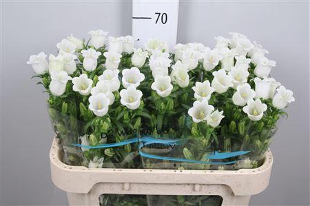 <h4>Camp M Champion White</h4>