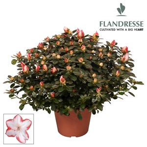 Azalea Flandresse® 'sachenstern' 30 - 32 cm