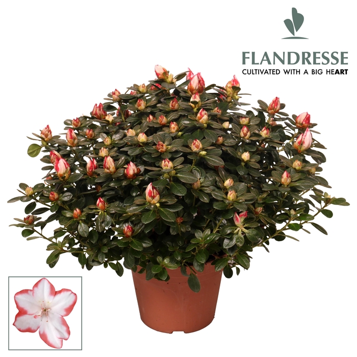 <h4>Azalea Flandresse® 'sachenstern' 30 - 32 cm</h4>