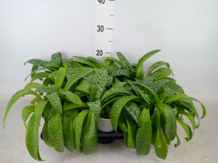 <h4>Drimiopsis maculata</h4>