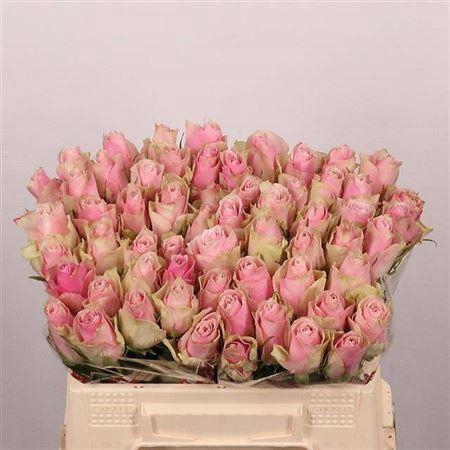 <h4>R Gr Pink Athena</h4>