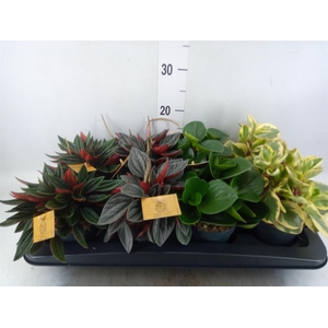 Peperomia   ...mix