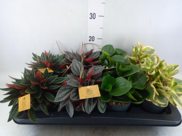 Peperomia   ...mix