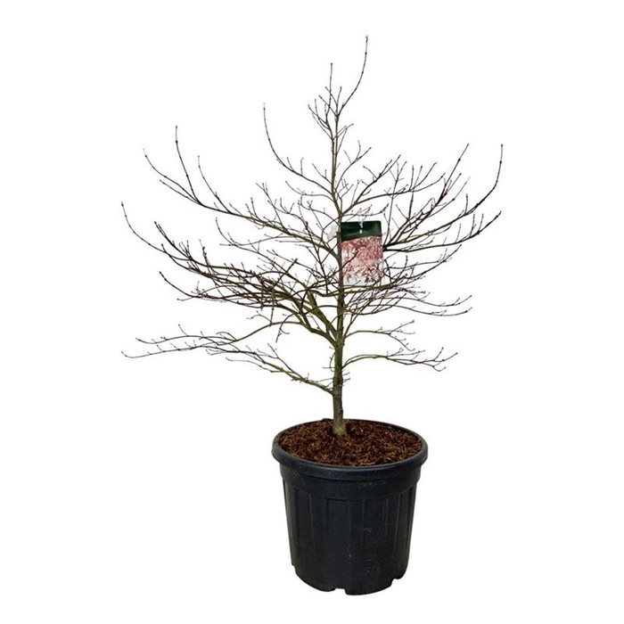 <h4>Acer pal. 'Garnet'</h4>