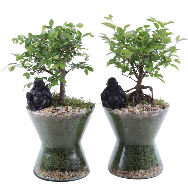 <h4>Bonsai Indoor Mix Ø12cm Ball Shape in Glass Hourglass Ø16cm</h4>