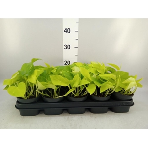 Epipremnum pinn. 'Golden Pothos'