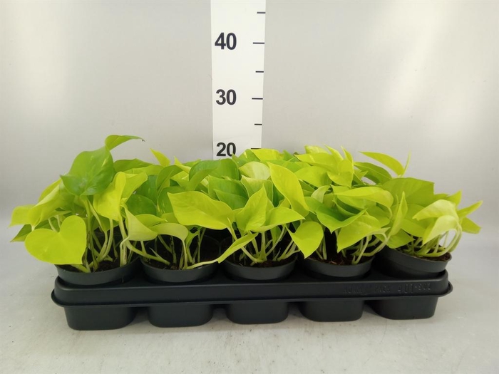 <h4>Epipremnum pinn. 'Golden Pothos'</h4>
