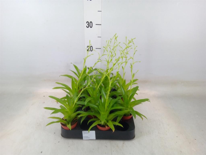 <h4>Catopsis morreniana</h4>