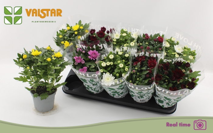 <h4>CHRYS GEM 6 KL</h4>