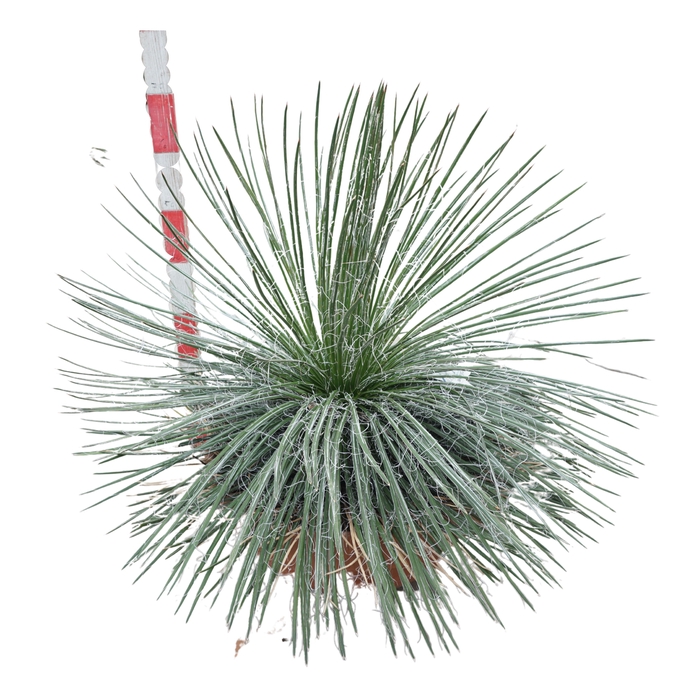<h4>AGAVE OV</h4>