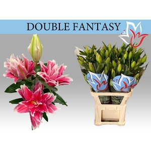 LI OR DU DO FANTASY