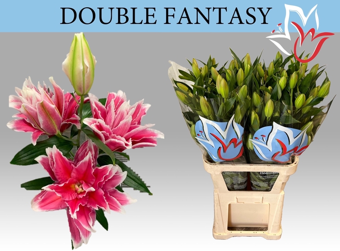 <h4>LI OR DU DO FANTASY</h4>