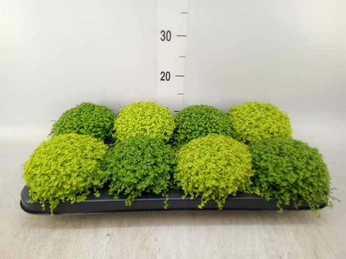 <h4>Soleirolia soleirolii   ...mix 2</h4>