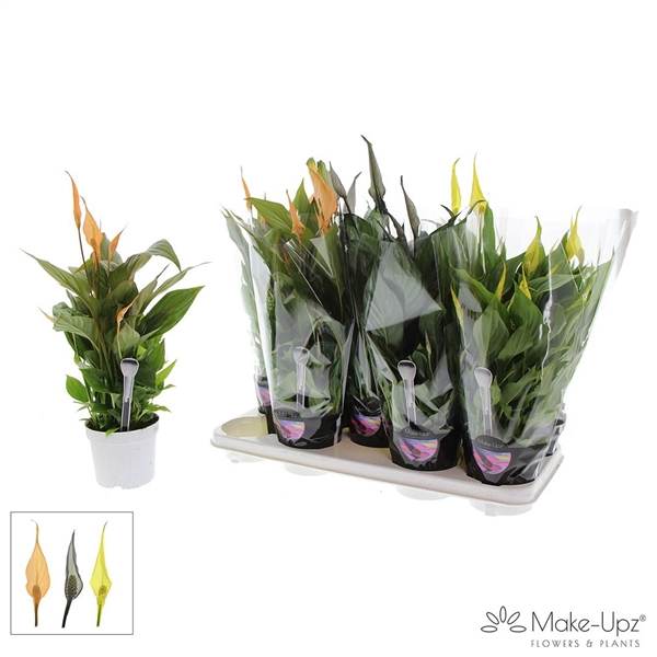 <h4>Spathiphyllum 13 cm Bellini Make Upz - Halloweenmix</h4>