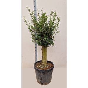 OLEA EUROPAEA