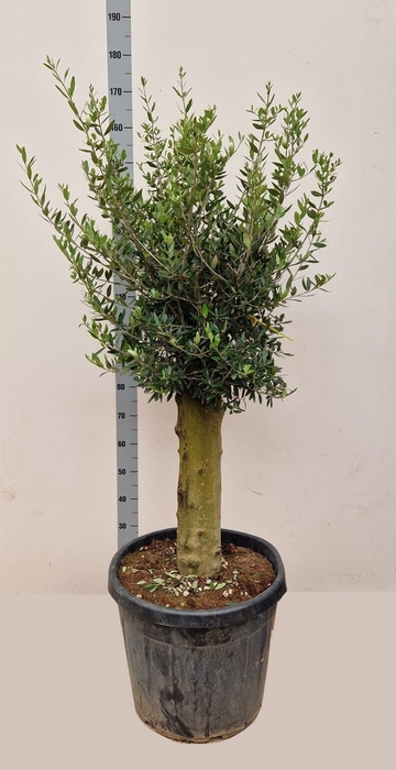 <h4>OLEA EUROPAEA</h4>