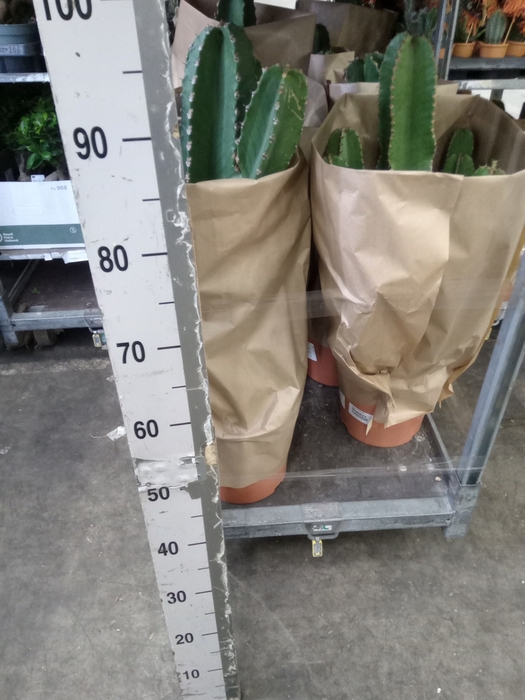 <h4>Euphorbia abyssinica</h4>