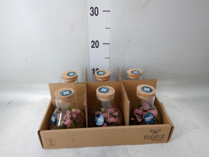 <h4>Arr. Planten L%</h4>