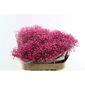 Gyps Grof Fuchsia (dip)