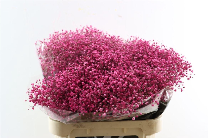 <h4>Gyps Grof Fuchsia (dip)</h4>