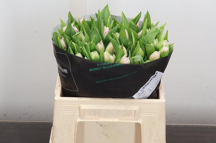 <h4>Tu Du Mariage</h4>