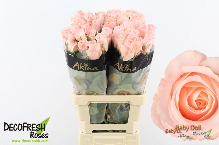 <h4>R Gr Babydoll</h4>