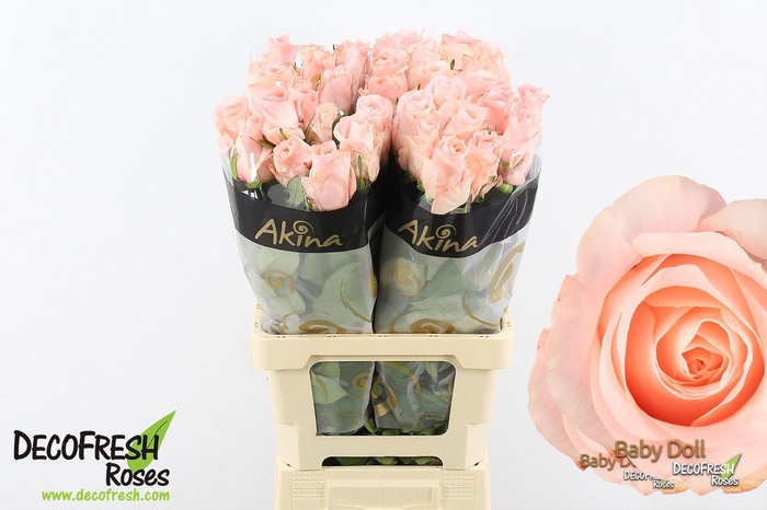 <h4>R Gr Babydoll</h4>