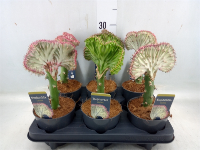 <h4>Euphorbia lactea 'Cristata'</h4>