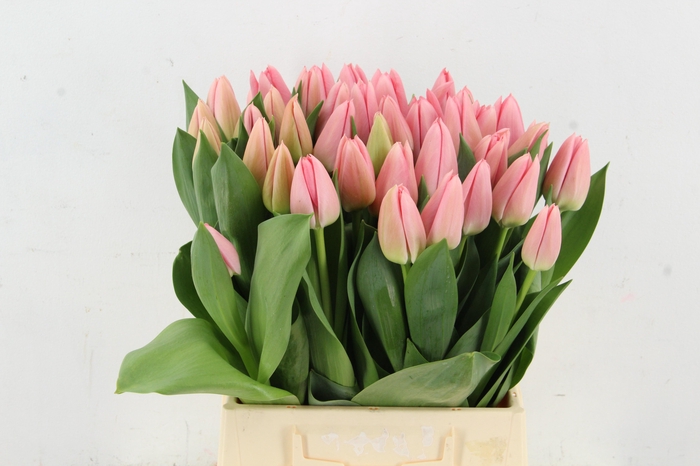 <h4>TU EN SALMON DESSERT</h4>