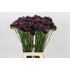 Allium Forelock