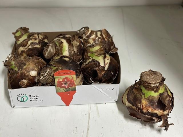 <h4>BLOEMBOL HIPPEASTRUM</h4>