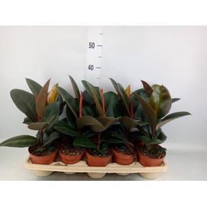 Ficus elastica 'Robusta'