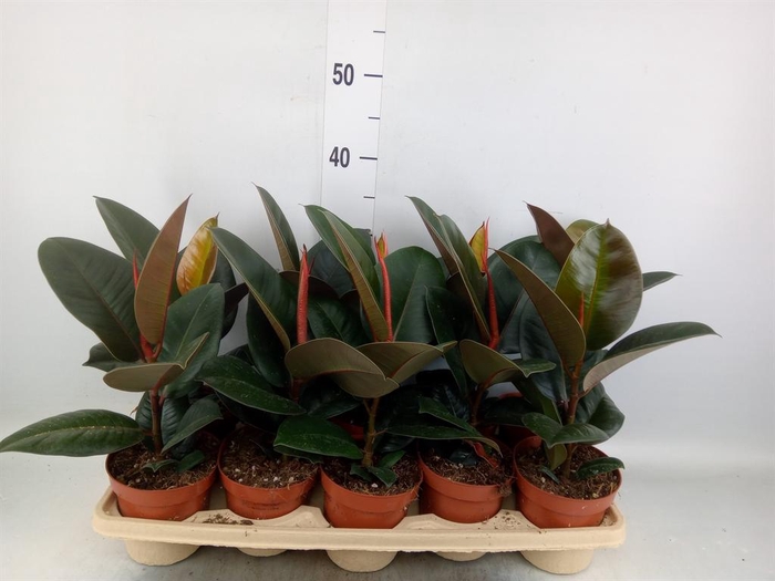 <h4>Ficus elastica 'Robusta'</h4>
