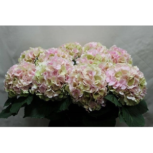 HYDR VERENA CLASSIC