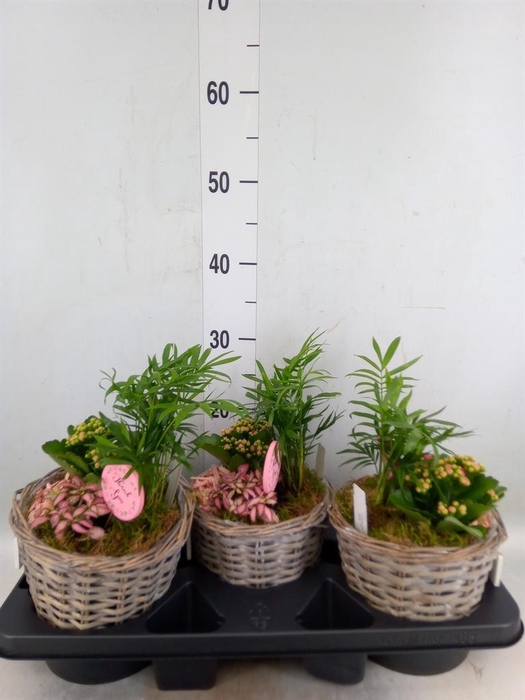 <h4>Arr.    Planten  L%</h4>