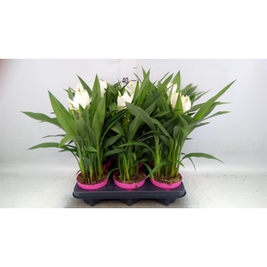 Curcuma alism. 'Siam Sisto'