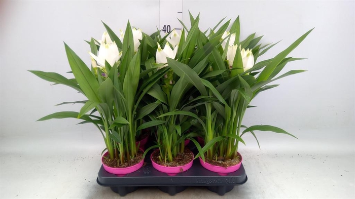 <h4>Curcuma alism. 'Siam Sisto'</h4>