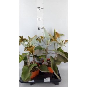 Kalanchoe NF beharensis