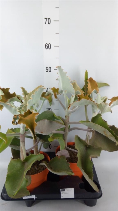 <h4>Kalanchoe NF beharensis</h4>