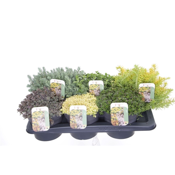 <h4>Sedum mix in tray</h4>