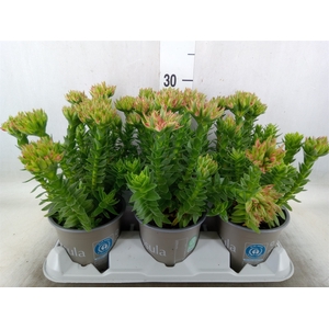 Crassula coccinea