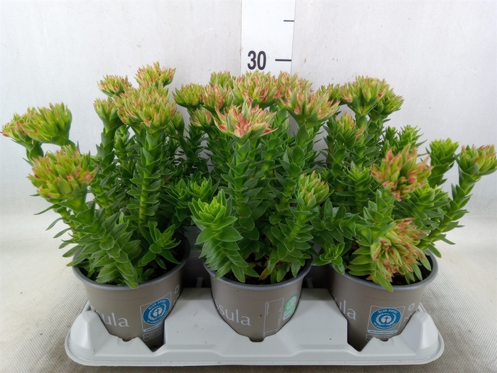 <h4>Crassula coccinea</h4>
