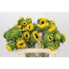 Helianthus Orange Fire