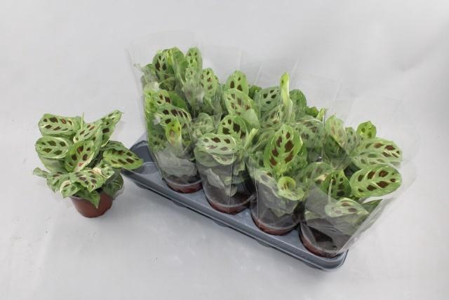 <h4>MARANTA FIESTA</h4>