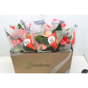 ANTHURIUM VARIADO P15