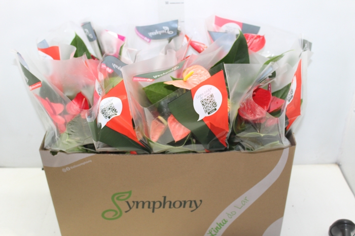 <h4>ANTHURIUM VARIADO P15</h4>